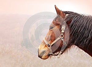 Horse head profile