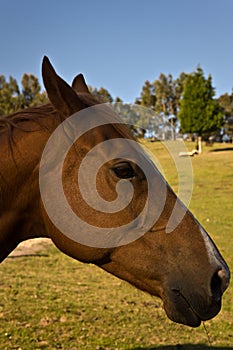 Horse head in profile