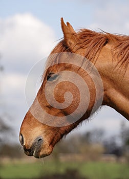 Horse head in profile