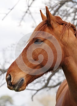 Horse head in profile