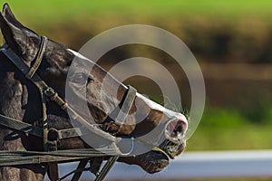 Horse Head Running Nostrils Closeup