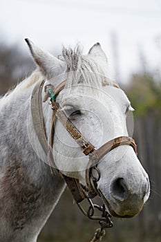 Horse head shot portrait