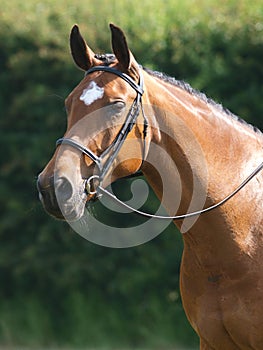 Horse Head Shot In Snaffle Bridle