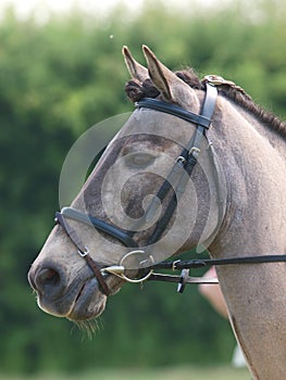 Horse Head Shot In Snaffle Bridle