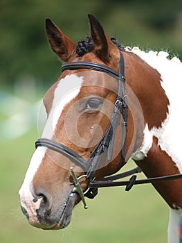 Horse Head Shot In Snaffle Bridle