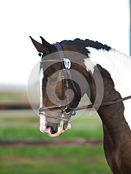 Horse Head Shot In Snaffle Bridle