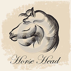 Horse Head Sketch