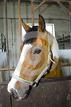 Horse head in stall