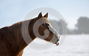 Horse head with tong out