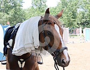 Horse head under wet terry cloth cotton towelling on hot summer day