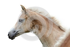 Horse head on a white background