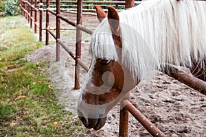 Horse head with white forelock