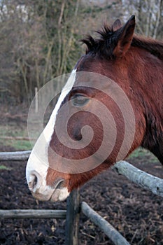 Horse head. Wild stallion photographed from very close.