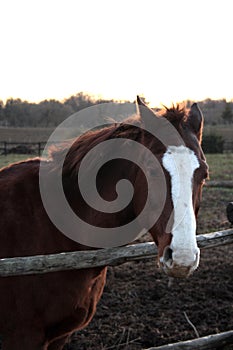 Horse head. Wild stallion photographed from very close.