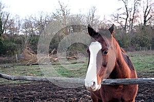 Horse head. Wild stallion photographed from very close.