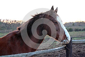 Horse head. Wild stallion photographed from very close.