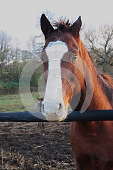 Horse head. Wild stallion photographed from very close.