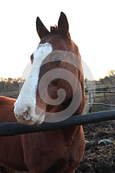 Horse head. Wild stallion photographed from very close.