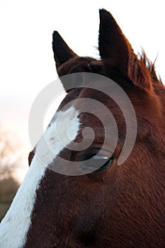 Horse head. Wild stallion photographed from very close.