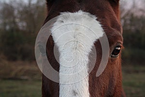 Horse head. Wild stallion photographed from very close.