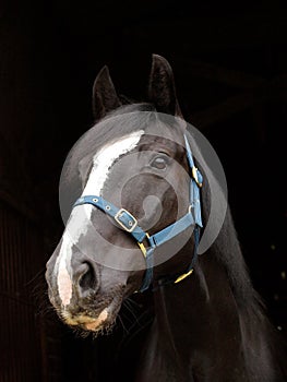 Horse In Headcollar