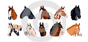 Horse heads set. Different stallions breeds. Thoroughbred equine animals species. Steeds faces with mane. Purebred