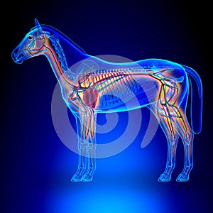 Horse Heart with Circulatory System - Horse Equus Anatomy on blu