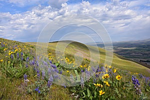 Horse Heaven Hills Botanical Bonanza: Lupine, Daisies, and Penstemon, Oh My!