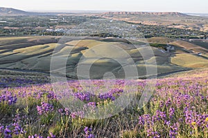 Horse Heaven Hills Purple Penstemon