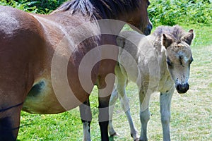 A horse and her foal