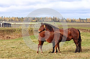 Horse with her foal