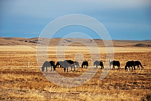 Horse herd