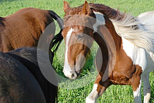 Horse in a Herd