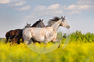 Horse herd