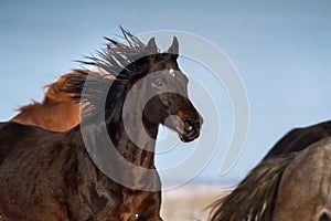 Horse in herd