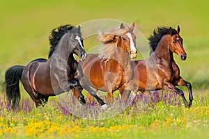 Horse herd in flowers