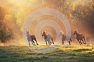 Horse herd free run in sunlight