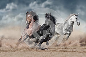 Horse herd  galloping on desert