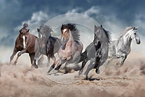 Horse herd  galloping on desert