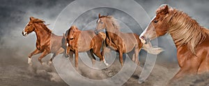 Horse herd galloping on desert