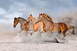 Horse herd galloping in dust