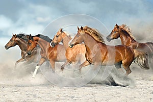 Horse herd galloping in dust