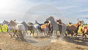 Horse herd galloping on sandy dust against sky