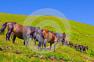 horse herd graze on green mountain pasture