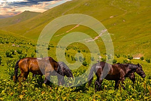 Horse herd graze on mountain pasture