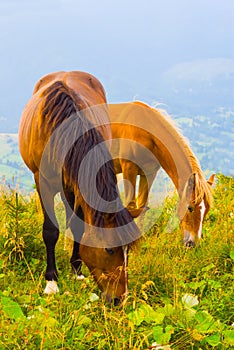 horse herd graze on mountain pasture