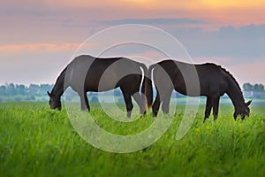 Horse herd grazing