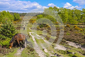 Horse herd grazing in the field