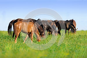 Horse herd grazing