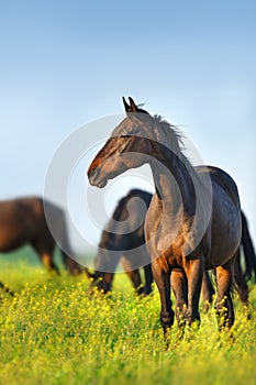 Horse herd grazing